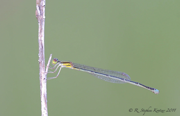 Enallagma sulcatum, female